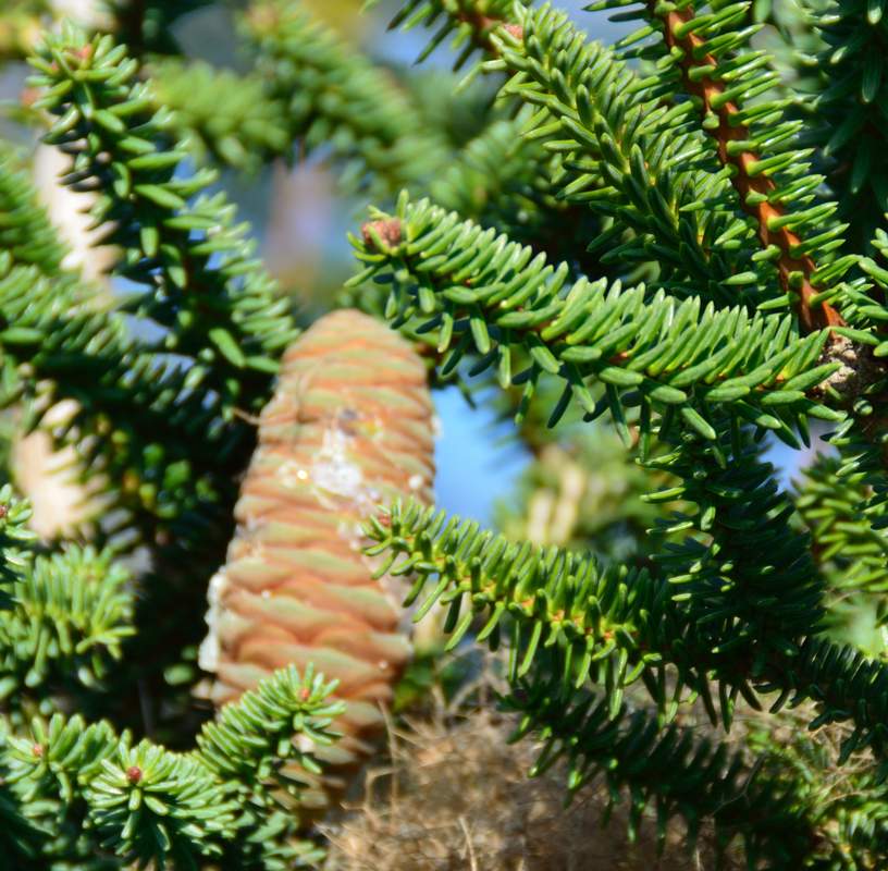 Abies Description d un jardin pr s de Toulouse